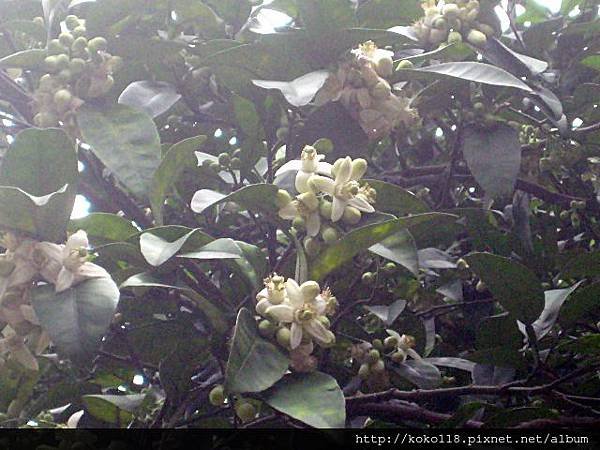 103.3.22 湖畔料亭-柚子花.JPG