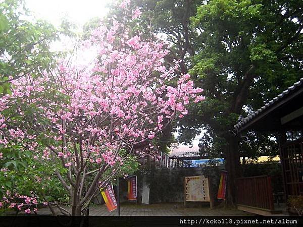 103.3.22 湖畔料亭-櫻花2.JPG
