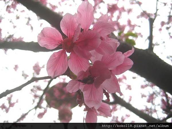 103.3.22 湖畔料亭-櫻花8.JPG