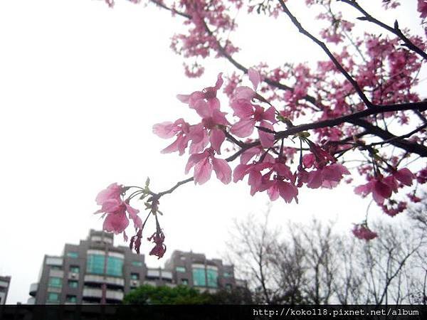 103.3.22 湖畔料亭-櫻花11.JPG