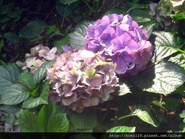 103.4.18 十八尖山-繡球花1.JPG