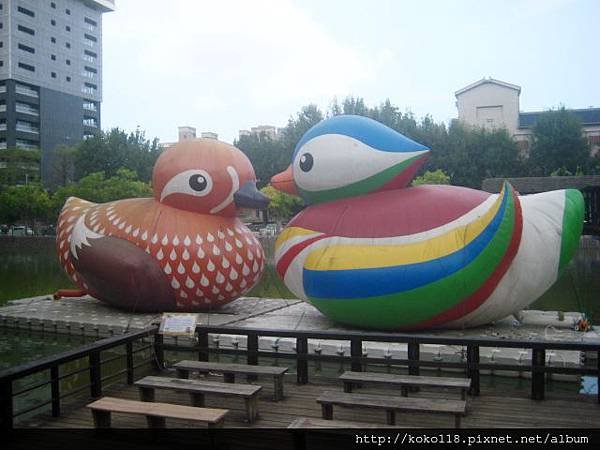 103.6.29 麗池- 雙喜鴛鴦.JPG