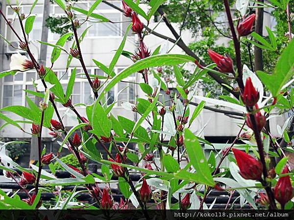 103.10.25 博愛小憩-洛神花4.JPG