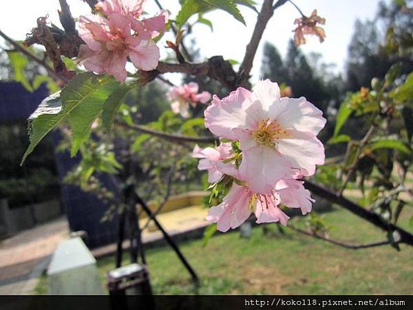 103.11.1 新竹公園-櫻花.JPG