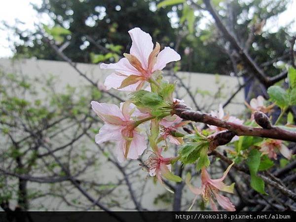 103.11.1 新竹公園-櫻花1.JPG