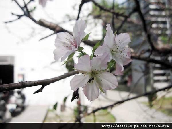 103.11.1 新竹公園-櫻花3.JPG