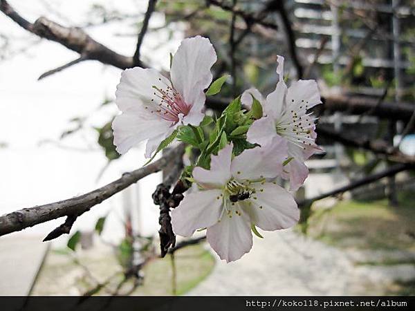 103.11.1 新竹公園-櫻花2.JPG