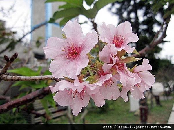 103.11.14 新竹公園-櫻花13.JPG