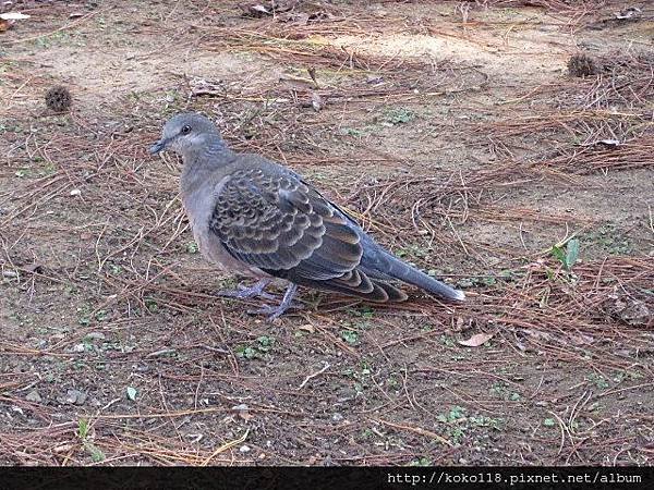 103.12.7 新竹公園-金背鳩.JPG