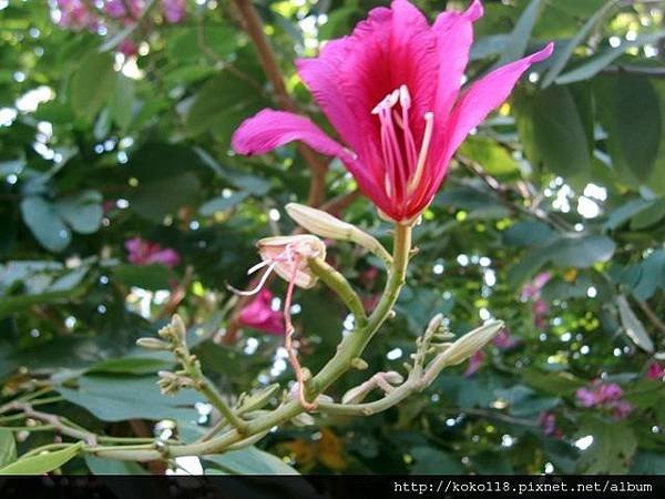 103.12.7 新竹公園-艷紫荊1.JPG