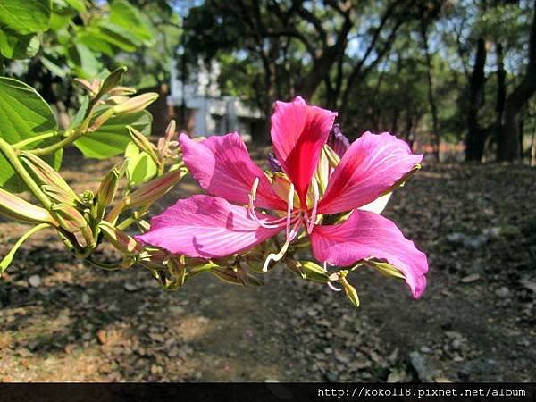 103.12.7 新竹公園-艷紫荊5.JPG