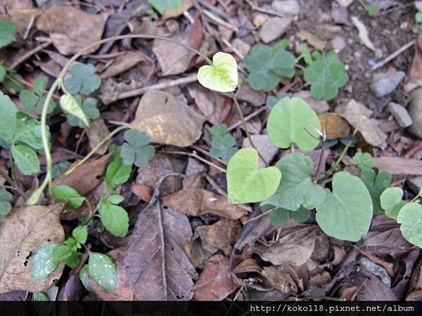 103.12.20 新竹公園-旋花科.JPG