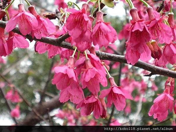 104.2.8 新竹公園-櫻花2.JPG
