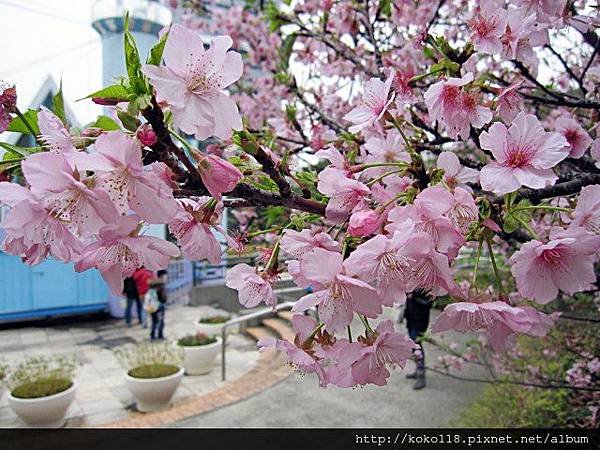 104.2.8 新竹公園-櫻花5.JPG