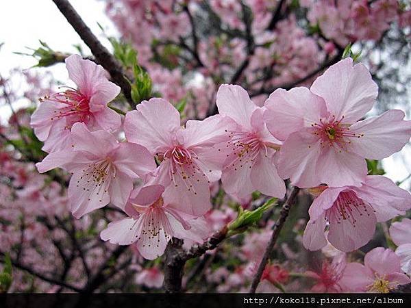104.2.8 新竹公園-櫻花6.JPG