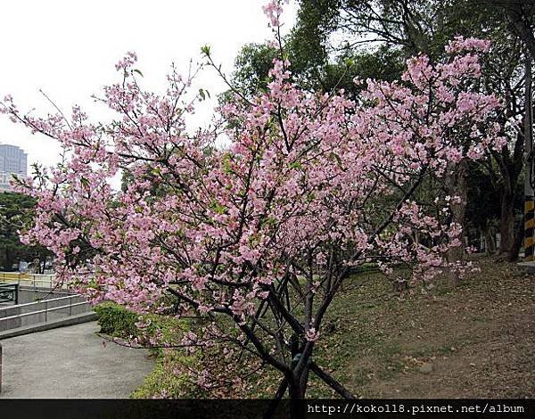104.2.8 新竹公園-櫻花9.JPG