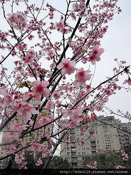 104.2.8 新竹公園-櫻花11.JPG