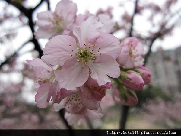 104.2.8 新竹公園-櫻花17.JPG