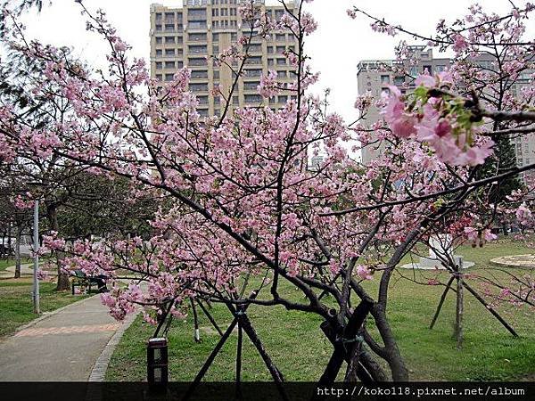 104.2.8 新竹公園-櫻花19.JPG