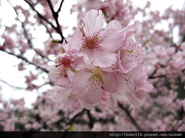 104.2.8 新竹公園-櫻花21.JPG