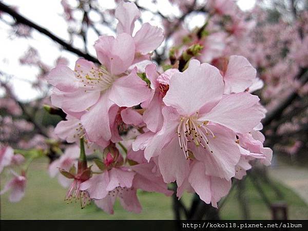 104.2.8 新竹公園-櫻花22.JPG