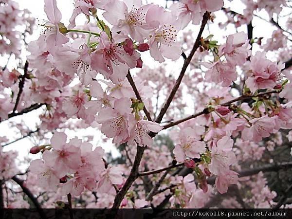 104.2.8 新竹公園-櫻花23.JPG