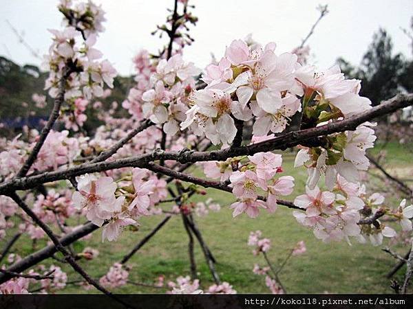 104.2.8 新竹公園-櫻花25.JPG