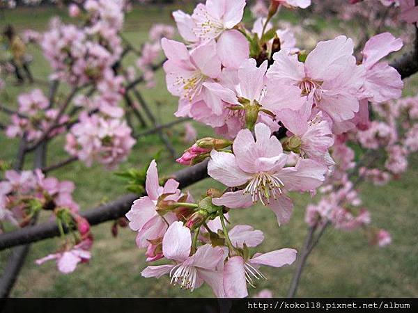 104.2.8 新竹公園-櫻花26.JPG