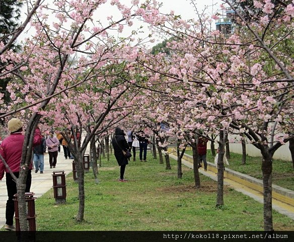 104.2.8 新竹公園-櫻花33.JPG
