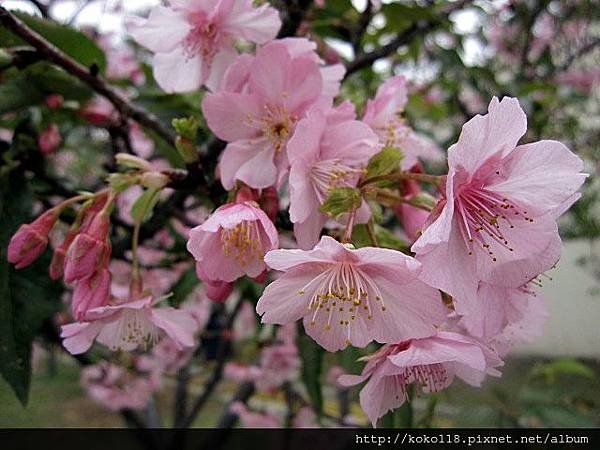 104.2.8 新竹公園-櫻花34.JPG
