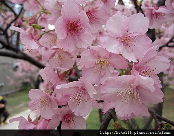 104.2.8 新竹公園-櫻花35.JPG