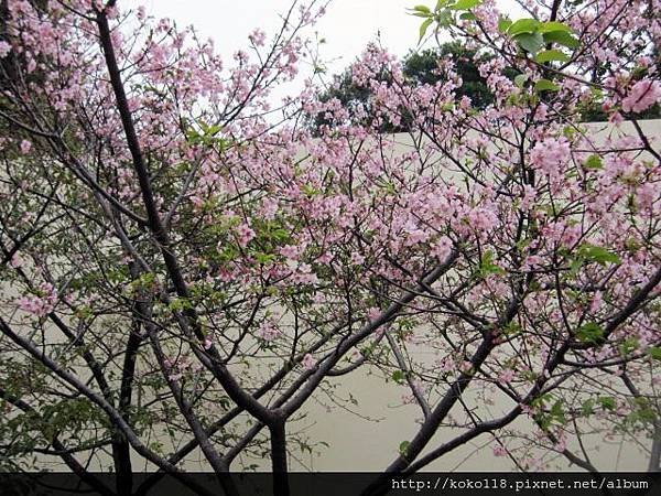 104.2.8 新竹公園-櫻花37.JPG
