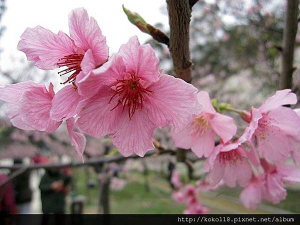 104.2.8 新竹公園-櫻花38.JPG