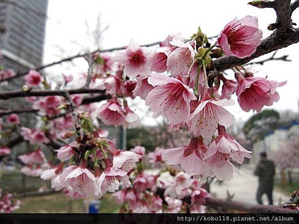 104.2.8 新竹公園-櫻花46.JPG