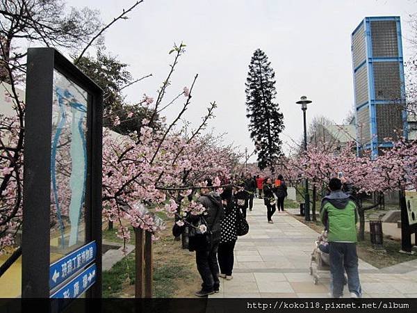 104.2.8 新竹公園-櫻花48.JPG