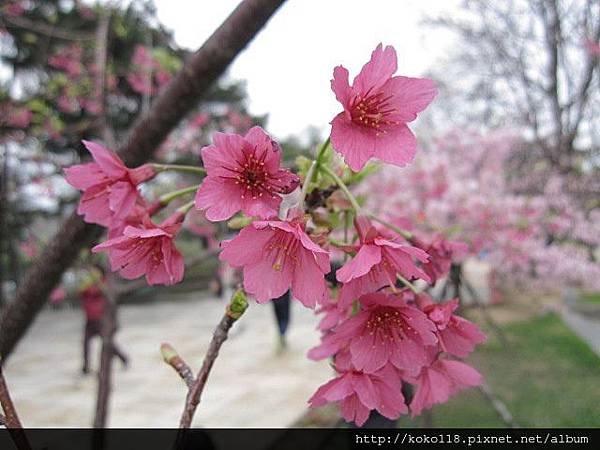 104.2.8 新竹公園-櫻花49.JPG