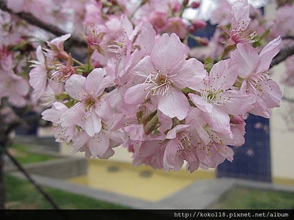 104.2.8 新竹公園-櫻花50.JPG