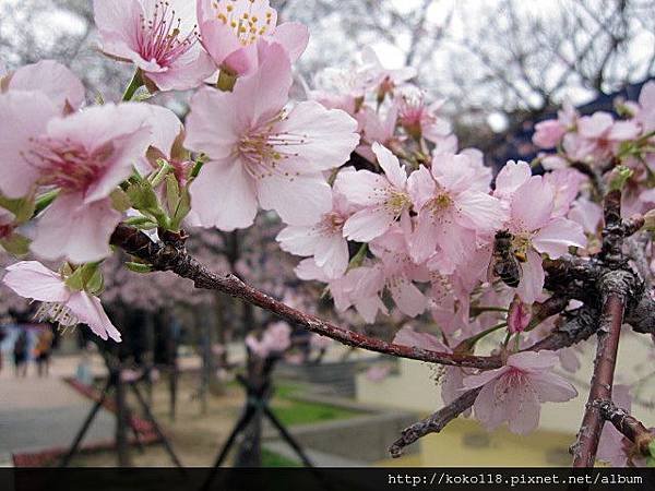 104.2.8 新竹公園-櫻花51.JPG