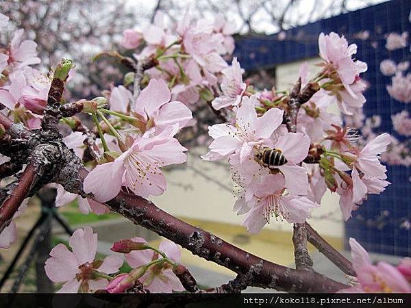 104.2.8 新竹公園-櫻花52.JPG