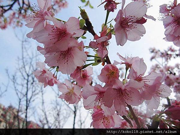 104.2.11 新竹公園-櫻花12.JPG