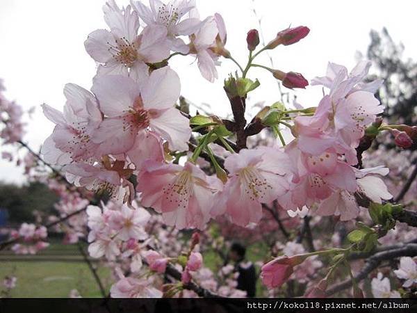 104.2.11 新竹公園-櫻花17.JPG