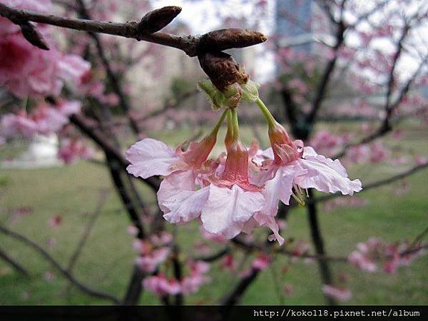 104.2.11 新竹公園-櫻花26.JPG