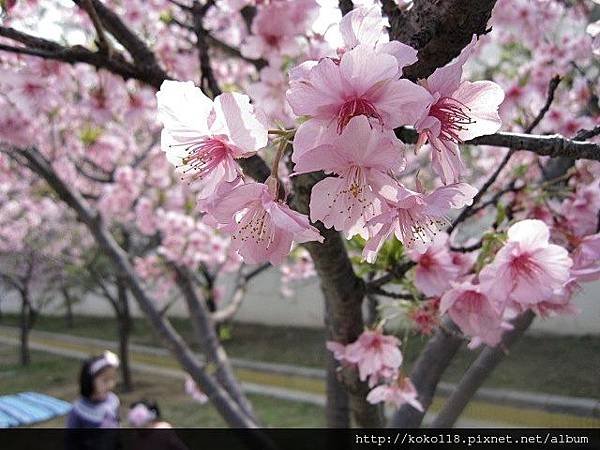 104.2.11 新竹公園-櫻花50.JPG