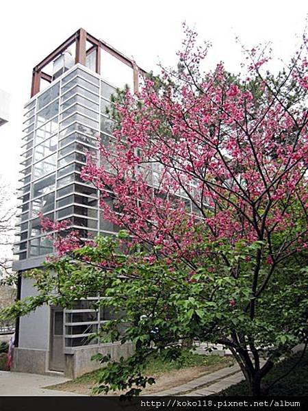 104.3.1 玻工館-山櫻花2.JPG