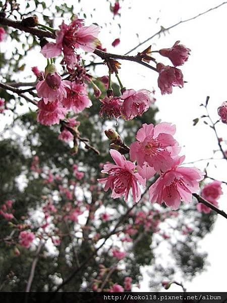104.3.1 新竹公園-八重櫻1.JPG