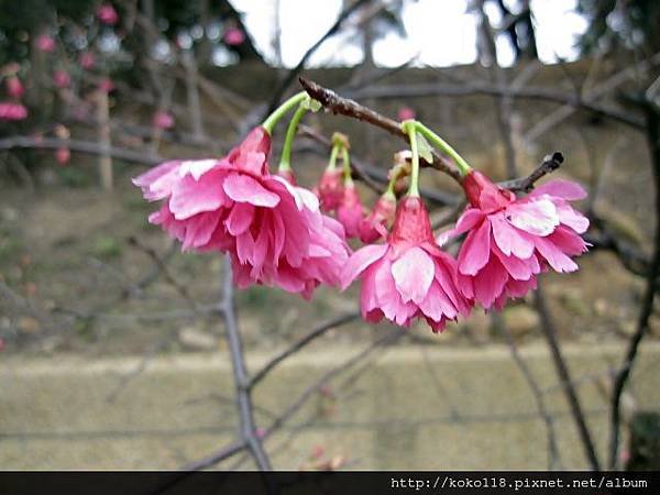 104.3.1 新竹公園-八重櫻2.JPG