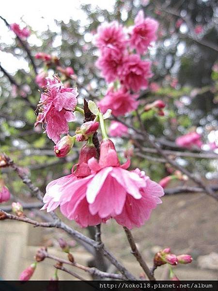104.3.1 新竹公園-八重櫻3.JPG