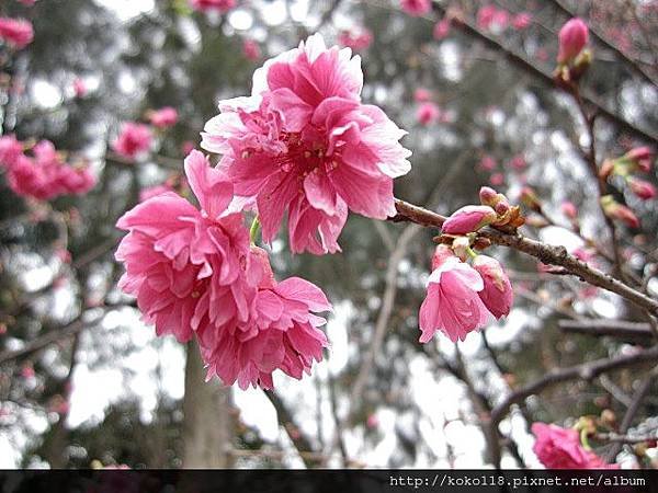 104.3.1 新竹公園-八重櫻5.JPG