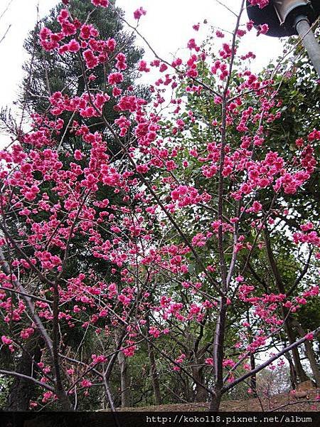 104.3.1 新竹公園-八重櫻6.JPG