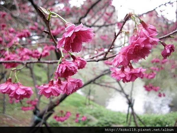 104.3.1 新竹公園-八重櫻10.JPG